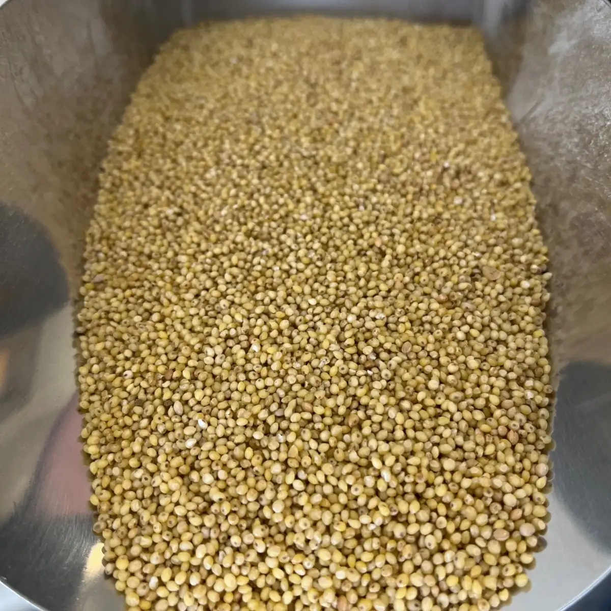Graines entières de Millet